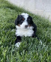 Oliver, a male Miniature Bernedoodle for sale in Dundee, OH – Photo 1 of 4