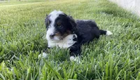 Oliver, a male Miniature Bernedoodle for sale in Dundee, OH – Photo 3 of 4