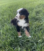 Hudson, a male Bernese Mountain Dog for sale in Dundee, OH – 4 of 6