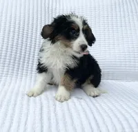 Quinn, a male Miniature Bernedoodle for sale in Dundee, OH – 3 of 4
