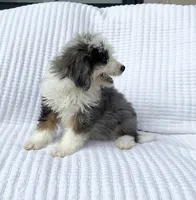 Clara, a female Miniature Bernedoodle for sale in Dundee, OH – 2 of 5