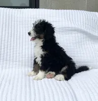 DJ, a male Miniature Bernedoodle for sale in Dundee, OH – 3 of 5