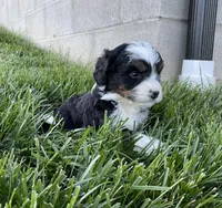 Clover, a female Miniature Bernedoodle for sale in Dundee, OH – Photo 4 of 5