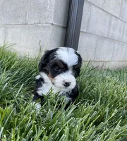 Clover, a female Miniature Bernedoodle for sale in Dundee, OH – Photo 2 of 5
