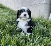 Clover, a female Miniature Bernedoodle for sale in Dundee, OH – Photo 3 of 5