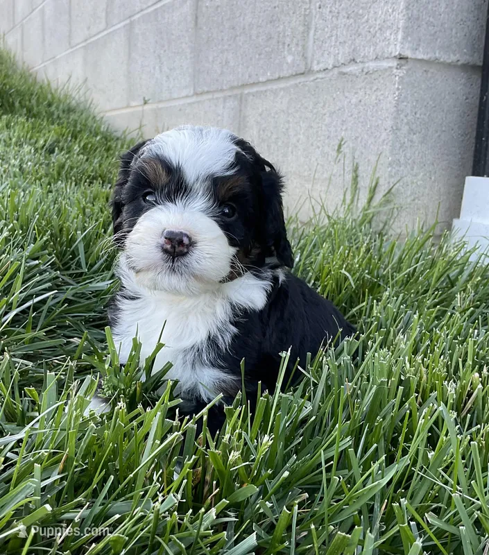Clover – Miniature Bernedoodle puppy for sale in Dundee, OH