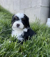 Clover, a female Miniature Bernedoodle for sale in Dundee, OH – Photo 1 of 5