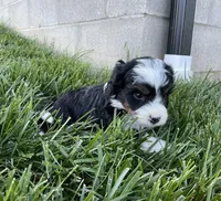 Clover, a female Miniature Bernedoodle for sale in Dundee, OH – Photo 5 of 5