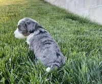 Rambo, a male Miniature Bernedoodle for sale in Dundee, OH – Photo 6 of 6