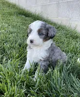 Rambo, a male Miniature Bernedoodle for sale in Dundee, OH – Photo 3 of 6
