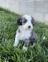 Rambo, a male Miniature Bernedoodle for sale in Dundee, OH – Photo 5 of 6