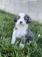 Rambo, a male Miniature Bernedoodle for sale in Dundee, OH – Photo 1 of 6