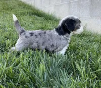 Rambo, a male Miniature Bernedoodle for sale in Dundee, OH – Photo 4 of 6