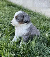 Rambo, a male Miniature Bernedoodle for sale in Dundee, OH – Photo 2 of 6