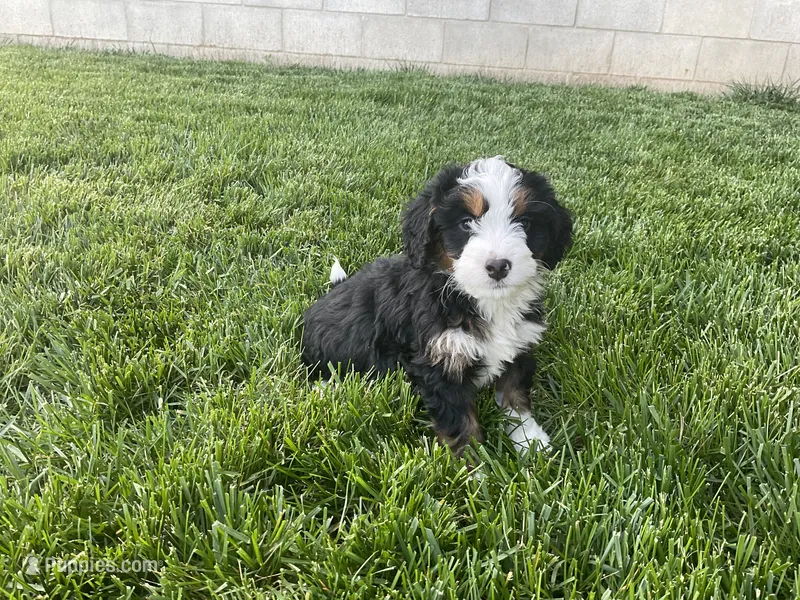 Finn – Miniature Bernedoodle puppy for sale in Dundee, OH