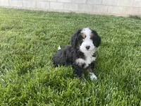 Finn, a male Miniature Bernedoodle for sale in Dundee, OH – 1 of 5