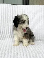 Reba, a female Miniature Bernedoodle for sale in Dundee, OH – 3 of 5