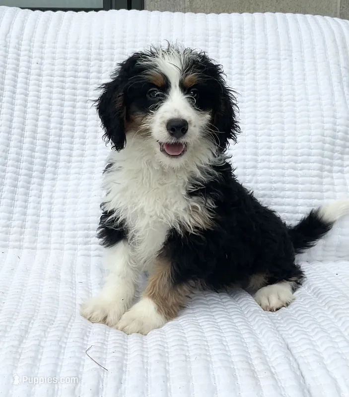 Quinn – Miniature Bernedoodle puppy for sale in Dundee, OH