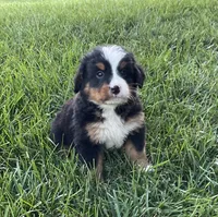 Theo, a male Bernese Mountain Dog for sale in Dundee, OH – 3 of 5