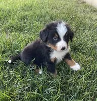 Samson, a male Bernese Mountain Dog for sale in Dundee, OH – 3 of 5