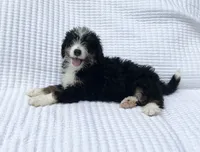 DJ, a male Miniature Bernedoodle for sale in Dundee, OH – 2 of 5