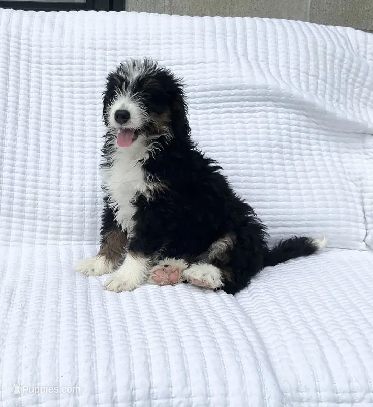 DJ – Miniature Bernedoodle puppy for sale in Dundee, OH