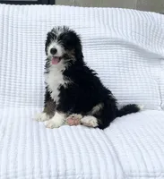 DJ, a male Miniature Bernedoodle for sale in Dundee, OH – 1 of 5