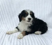 Quinn, a male Miniature Bernedoodle for sale in Dundee, OH – 2 of 4