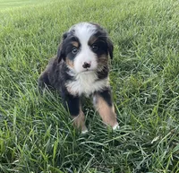 Hudson, a male Bernese Mountain Dog for sale in Dundee, OH – 5 of 6
