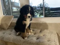 processed/6f51d53d-d7a5-44a0-8a45-8d8b1901e13f/listing/895ff70c-30aa-41d1-8c1e-3506e71877c4/34c14d00-4321-477a-88e0-9f774ee8ca17