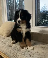 processed/6f51d53d-d7a5-44a0-8a45-8d8b1901e13f/listing/895ff70c-30aa-41d1-8c1e-3506e71877c4/f2553aa3-66f8-4837-81ce-76aab3024bbe