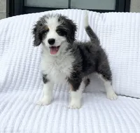 Cole, a male Miniature Bernedoodle for sale in Dundee, OH – 4 of 5