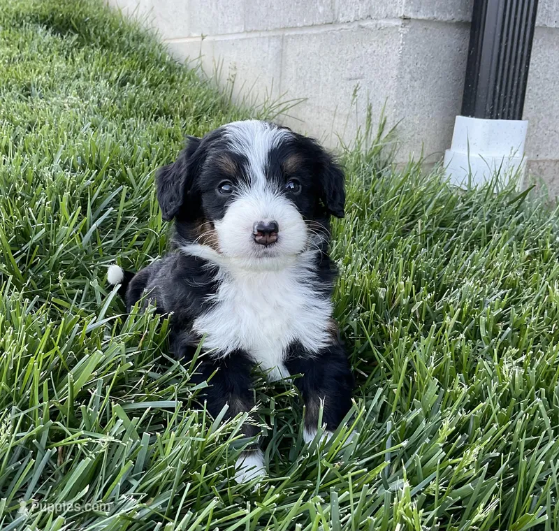 DJ – Miniature Bernedoodle puppy for sale in Dundee, OH