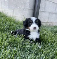 DJ, a male Miniature Bernedoodle for sale in Dundee, OH – Photo 2 of 6