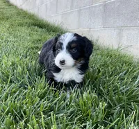 DJ, a male Miniature Bernedoodle for sale in Dundee, OH – Photo 5 of 6