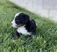 DJ, a male Miniature Bernedoodle for sale in Dundee, OH – Photo 6 of 6