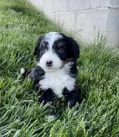 DJ, a male Miniature Bernedoodle for sale in Dundee, OH – Photo 3 of 6