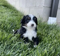 DJ, a male Miniature Bernedoodle for sale in Dundee, OH – Photo 4 of 6