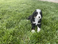 Dexter, a male Miniature Bernedoodle for sale in Dundee, OH – 4 of 4