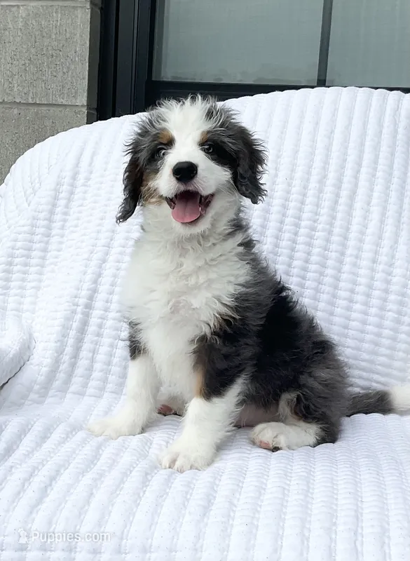 Cole – Miniature Bernedoodle puppy for sale in Dundee, OH
