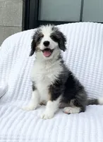Cole, a male Miniature Bernedoodle for sale in Dundee, OH – 1 of 5