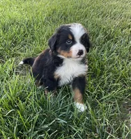 Samson, a male Bernese Mountain Dog for sale in Dundee, OH – 2 of 5