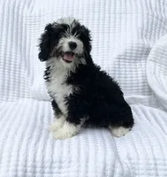 Clover, a female Miniature Bernedoodle for sale in Dundee, OH – 2 of 4