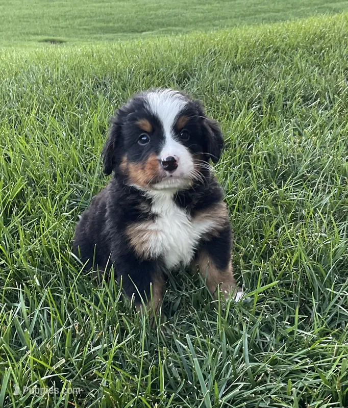 Theo – Bernese Mountain Dog puppy for sale in Dundee, OH