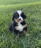 Theo, a male Bernese Mountain Dog for sale in Dundee, OH – 1 of 5