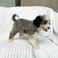 Reba, a female Miniature Bernedoodle for sale in Dundee, OH – 5 of 5