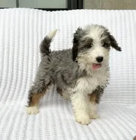 Reba, a female Miniature Bernedoodle for sale in Dundee, OH – 2 of 5