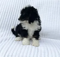 Oliver, a male Miniature Bernedoodle for sale in Dundee, OH – 2 of 4