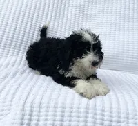 Oliver, a male Miniature Bernedoodle for sale in Dundee, OH – 4 of 4