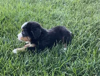 Diego, a male Bernese Mountain Dog for sale in Dundee, OH – 4 of 5